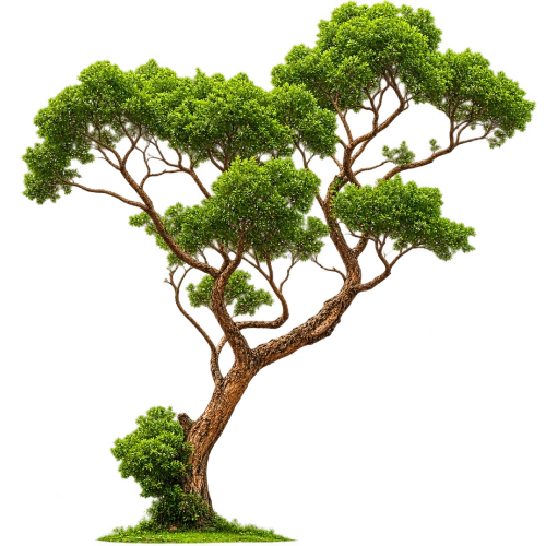 Twiggy, twisted tree with a lush green canopy atop a curved trunk on a small grassy base